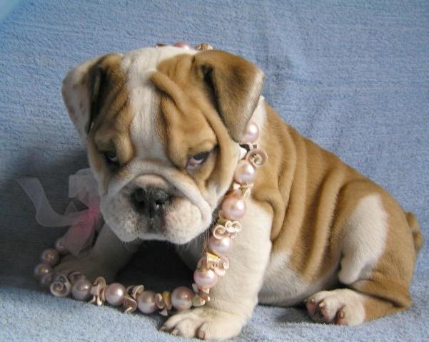 Outstanding  englisg bulldog puppies - Singapore Pets Portal | Sg Pets